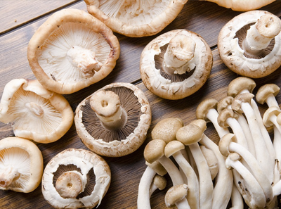 栽培食用菌技術(shù)