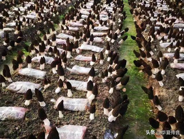 安徽省食用菌技術(shù)協(xié)會(huì)合肥新徽菇技工學(xué)校招生簡(jiǎn)章