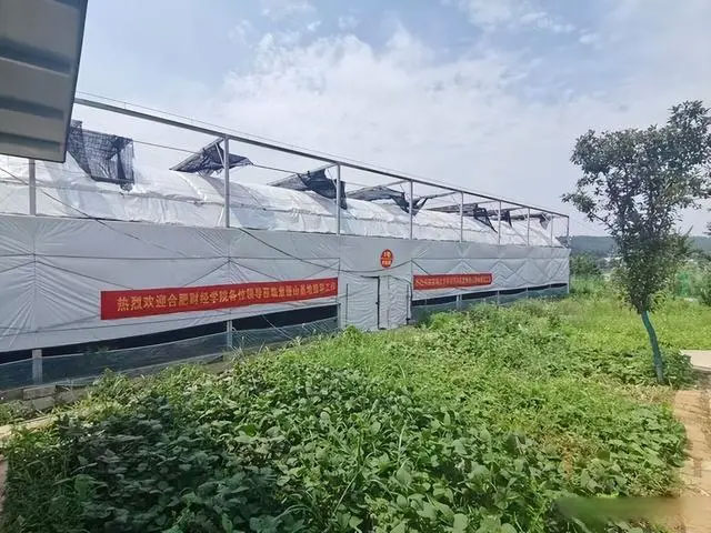 “菌中皇后”——安徽新徽菇公司羊肚菌豐產(chǎn)面世