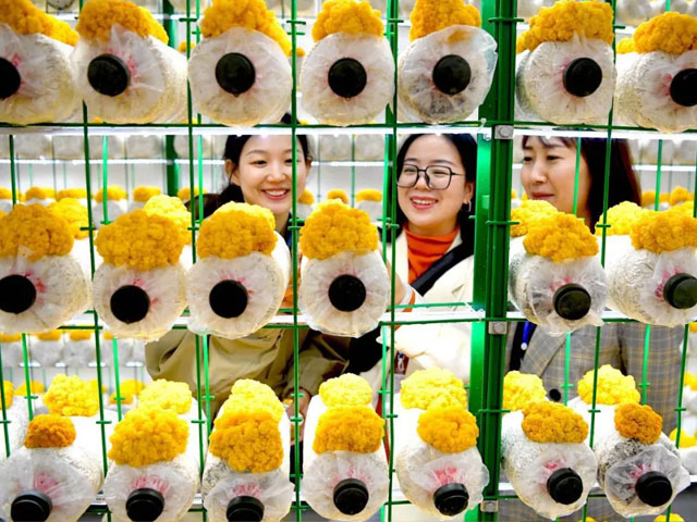 行進在春光里的徽菇皖菌——一季度安徽食用菌行業(yè)大事記