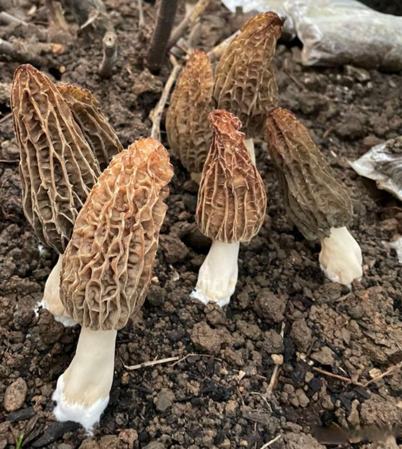 1727614793533513.png image.png