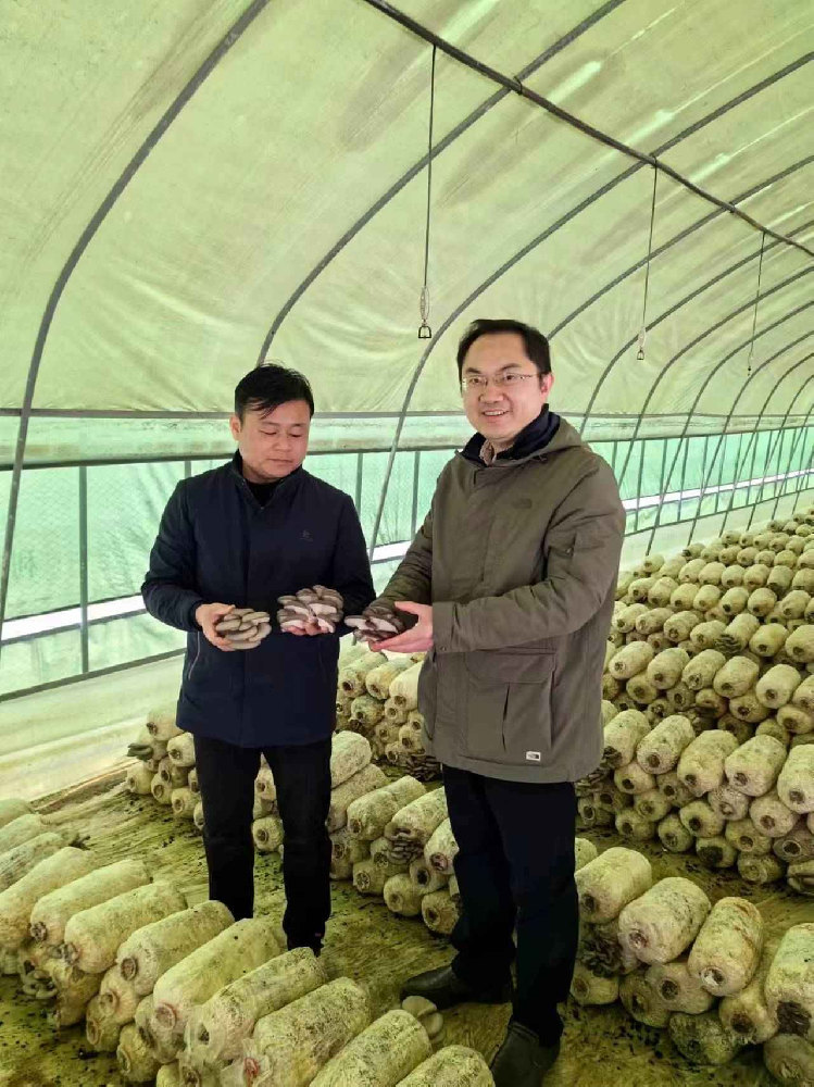 安徽省食用菌技術(shù)協(xié)會(huì)會(huì)長王永中一行參觀安徽省六安國家農(nóng)業(yè)科技園區(qū)和舒城縣農(nóng)科所