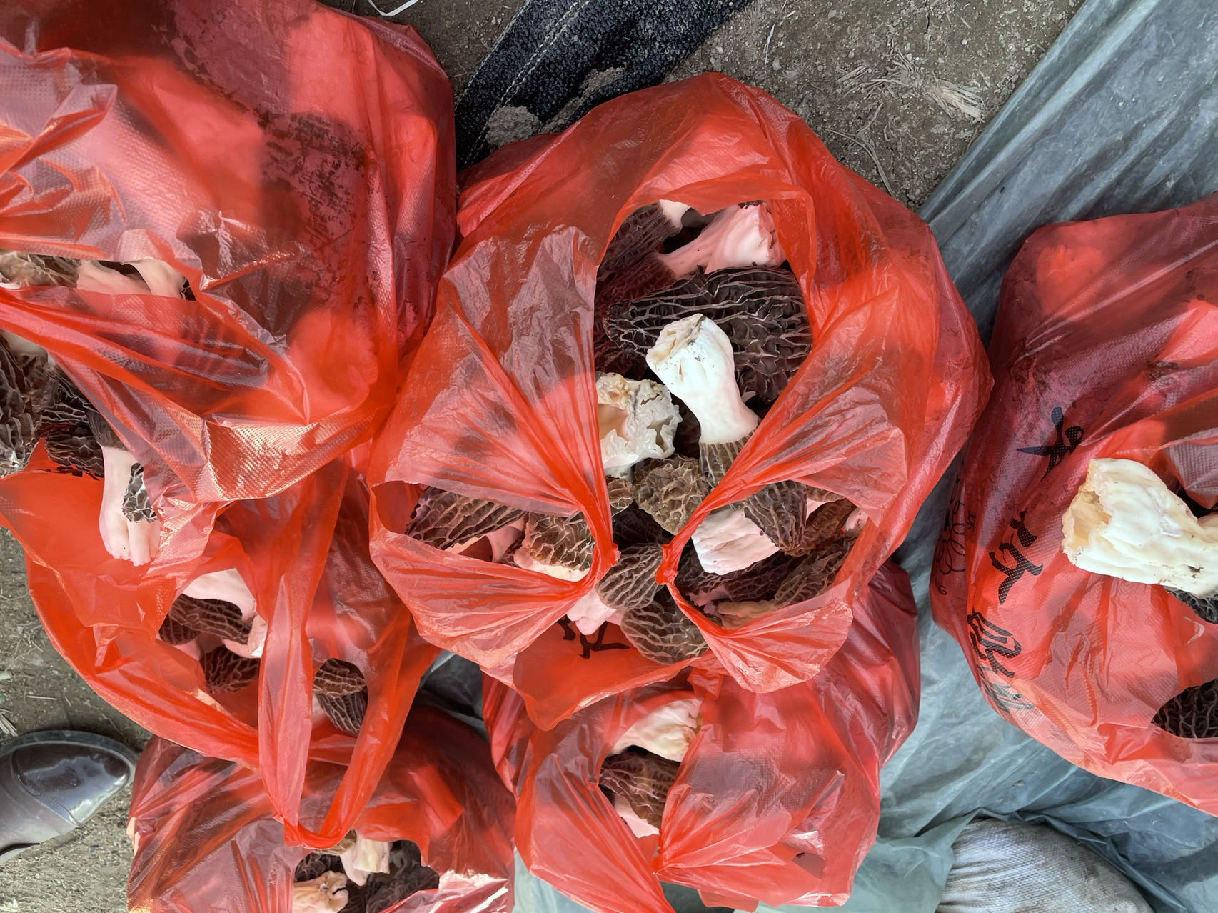 1739105332119393.jpg 140baf52fbd425aa6675aae0a8aaadc.jpg