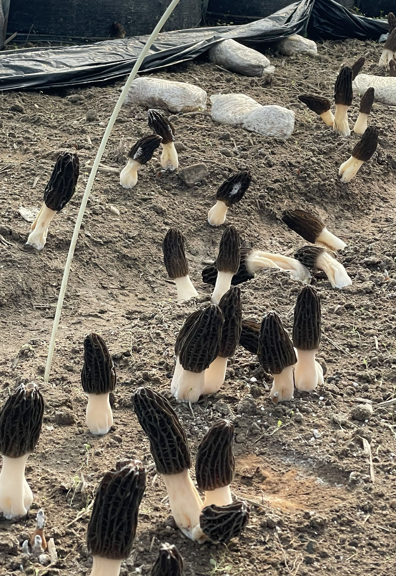 1739105393175957.jpg 91fa1447f2d60a2f8da117d42b9a036.jpg